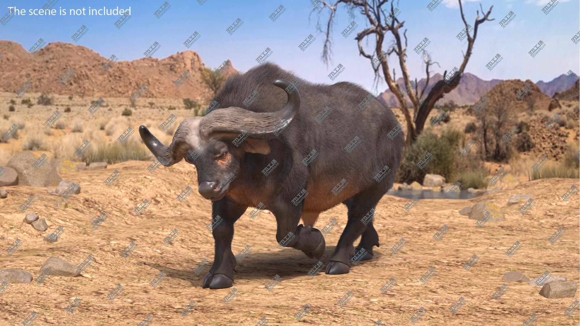 images/goods_img/202104093/Cape Buffalo African Buffalo with Fur Rigged 3D/5.jpg